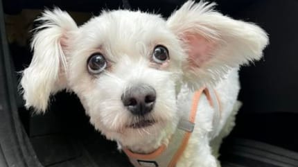Weißer Hund schaut aus Auto-Fußraum