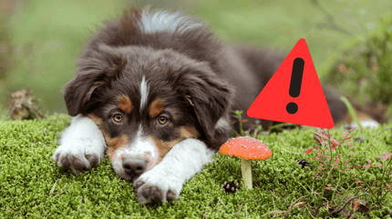 Hund Hat Pilz Gefressen