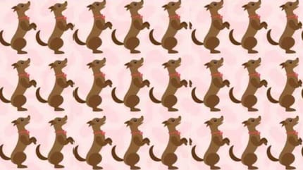 Welcher Hund ist anders?