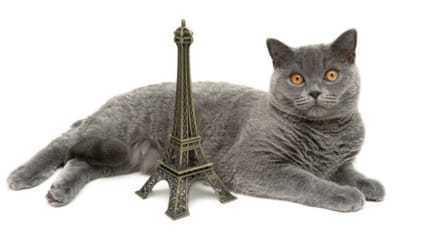 Welke Franse kattennamen zijn er?