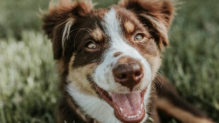 Welke kleuren zien honden