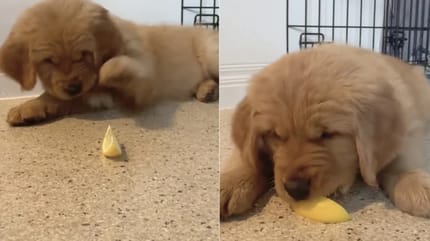 Welpe frisst erste Zitrone