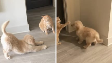Welpe nervt Katze