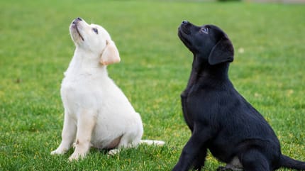 Welpen "Sitz" beibringen ist meist einfach