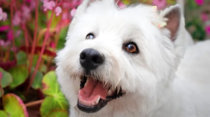 West Highland Terrier: Macken