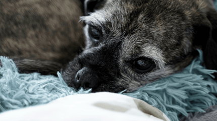 Un petit chien se repose sur une couverture