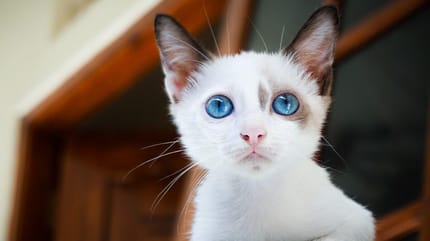 When do kittens' eyes change colour: White kitten with blue eyes