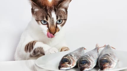 pesce al gatto