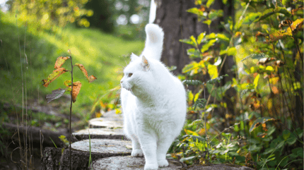 White long-haired cat walking in garden