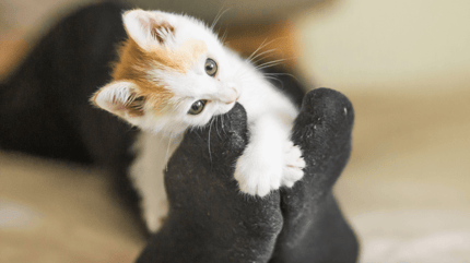 Why does my cat bite my feet: White cat lying next to feet in sandals