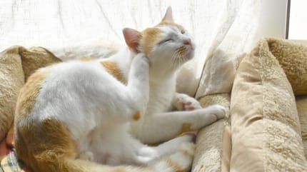 Wie bekommen Wohnungskatzen Flöhe?