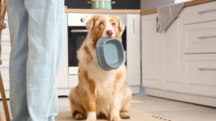 Wie oft einen Hund füttern?