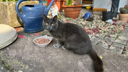 Wiederholungstäter taucht vor dem Fenster auf