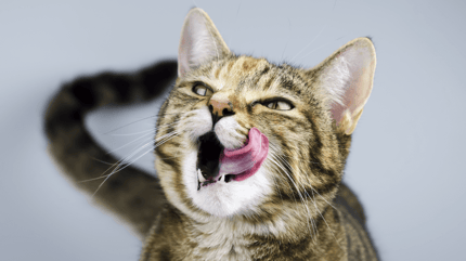 Will my cat eat me if I die: Long-haired tabby cat