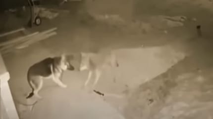 wolf en duitse herder