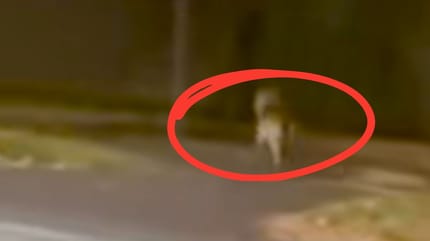 Wolf läuft durch Hannover