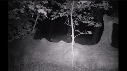 Un loup s'approche furtivement