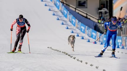 Wolfshund rennt hinter Langläuferinnen her