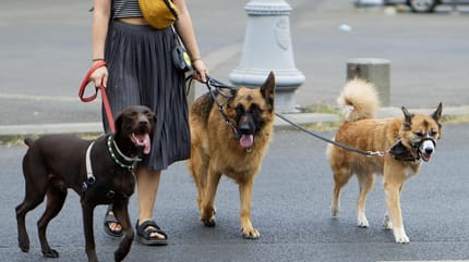 Woman walking 3 dogs