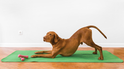 yoga para perros