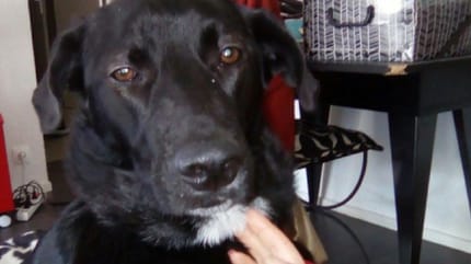 Yuri chienne adoptée