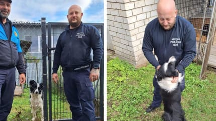 Zaginiony pies i jego wybawcy