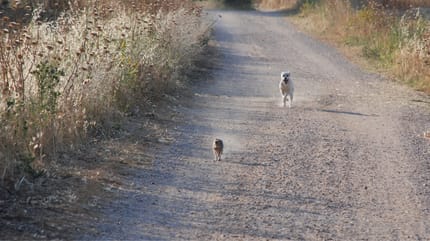 lepre fugge dal cane