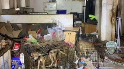 Vernachlässigte Hunde in Käfigen