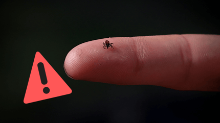 Zecke auf Finger