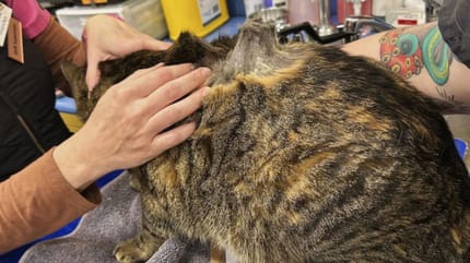 Zgrubienie na grzbiecie kota