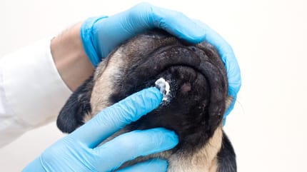 Zinksalbe für Hunde bei Hautproblemen