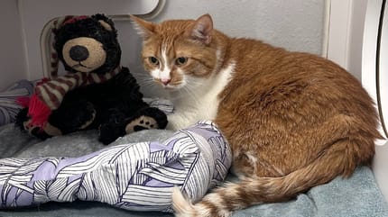 Zoey le chat et son ours