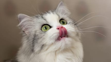 Zunge einer Katze