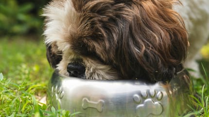Zwaar verwaarloosde hond in Maashees
