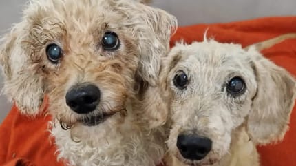 Zwei alte Hunde suchen ein Zuhause