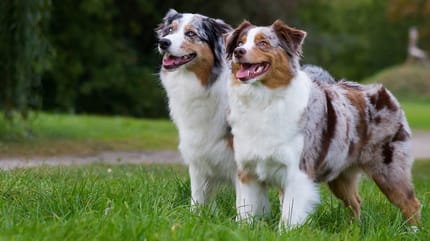 zwei australian shepherds