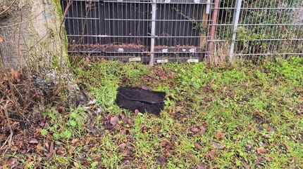 Zwei Automatten im Gras