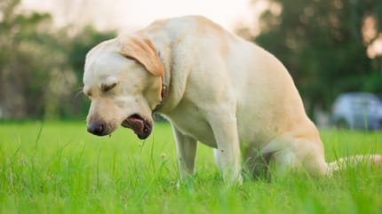Zwingerhusten beim Hund