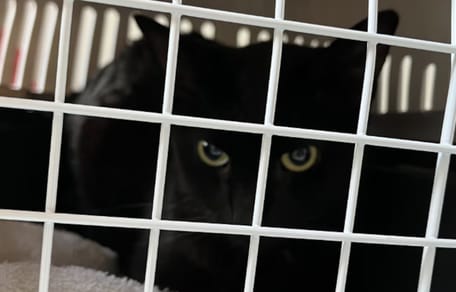 1 van de verwaarloosde katten van de vrouw in Breda