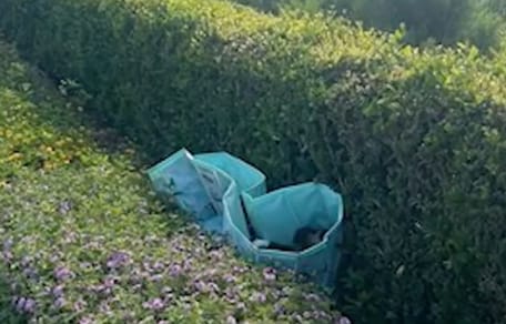 10 cuccioli abbandonati