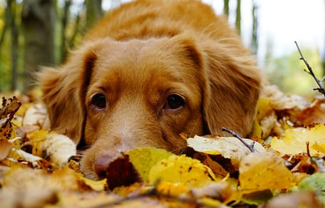 10 Herfstgevaren voor honden – waar je als baasje nu extra alert op moet zijn