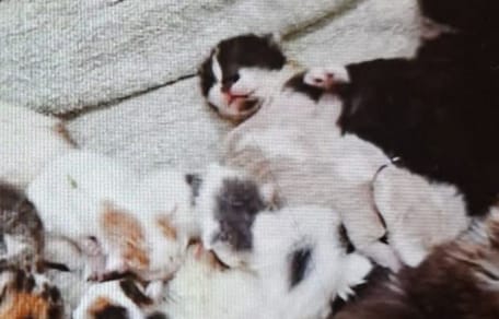 Elf kittens