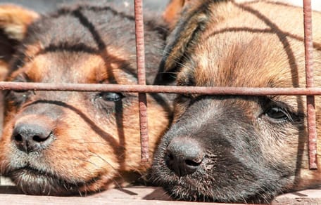 130 honden gered uit zwaar vervuild huis in Duitsland