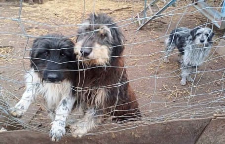 130 Hunde hielt die angebliche Hundetrainerin