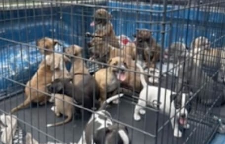 16 puppies