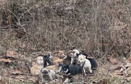 16 chiots abandonnés en pleine forêt