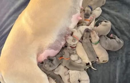 Ze verwachtte een normaal nest, maar haar hond verbrak alle records van de fokkerij
