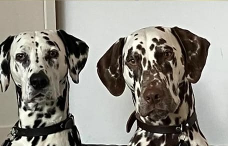 2 dalmatiërs overleden na zwemmen in Ijmeer