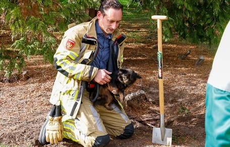 2 honden vast in konijnenhol Naarden