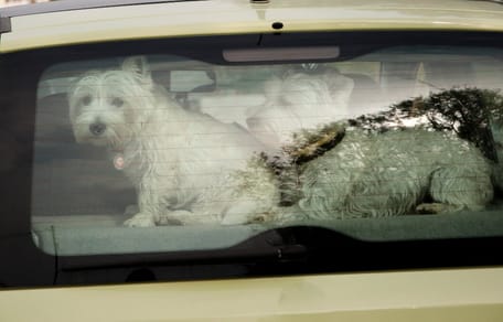 2 Hunde in glühend heißem Auto auf der Kruiskade in Rotterdam zurückgelassen
